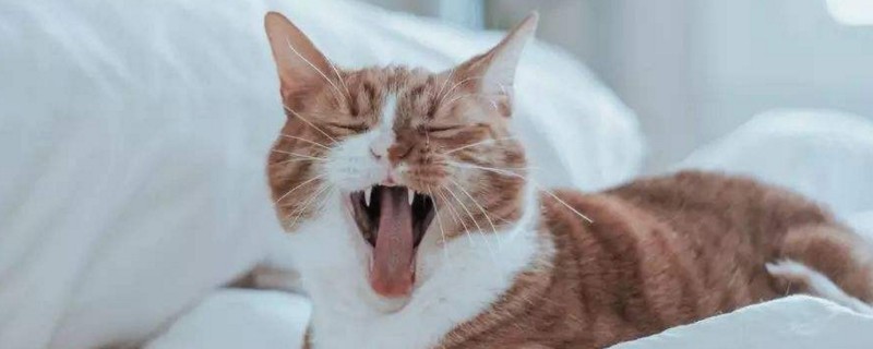 孩子被猫咬了怎么办