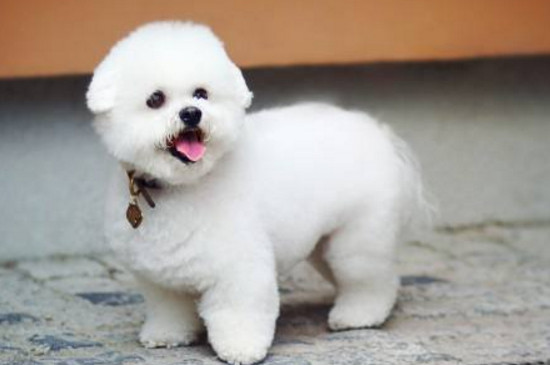 比熊犬喂养常识