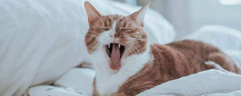 猫咪鼻子不通气怎么办