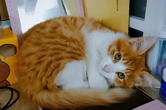 猫条可以天天喂吗