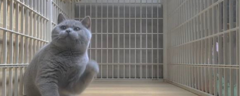 猫咪喝什么水