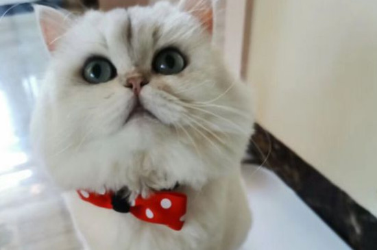 第一次带猫咪回家禁忌