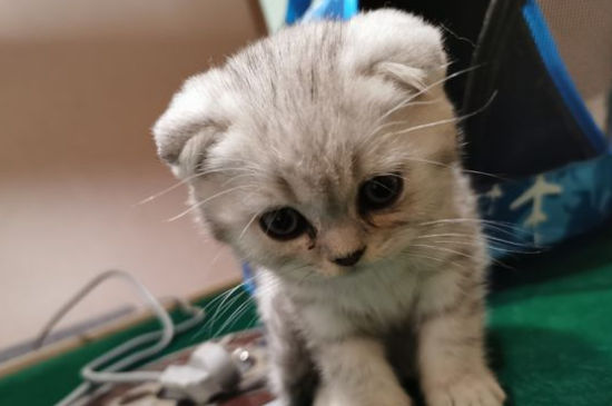 折耳猫好养吗