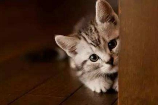 猫下猫娃前有什么预兆