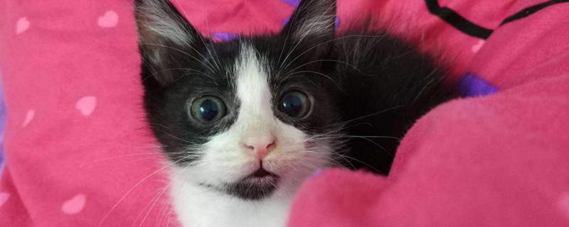 小猫感冒不吃东西