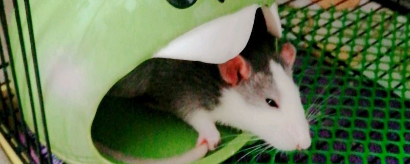 一个月的花枝鼠吃什么