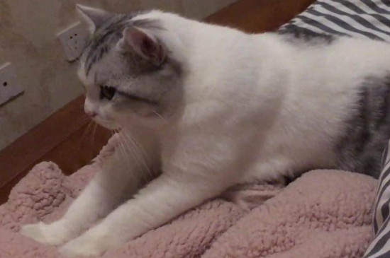 猫踩奶坏处
