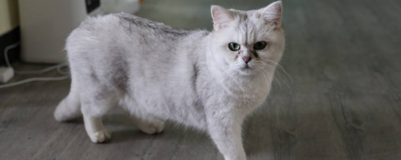 猫怀孕多久生产