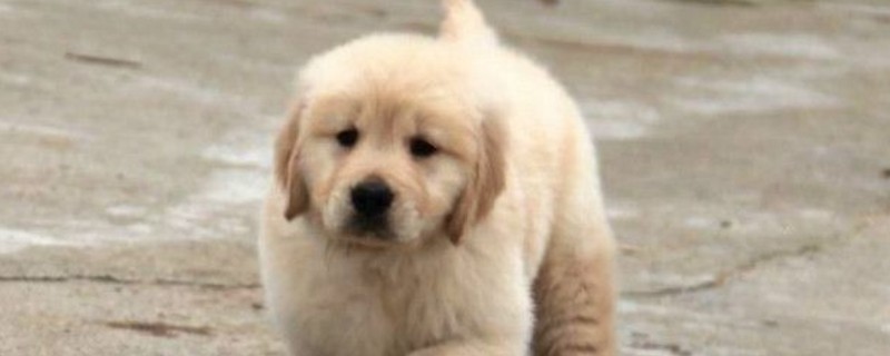 金毛幼犬可以打吗