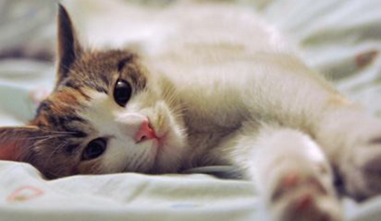 猫咪怎么安葬