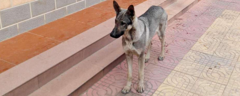 狼青幼犬喂什么长得快