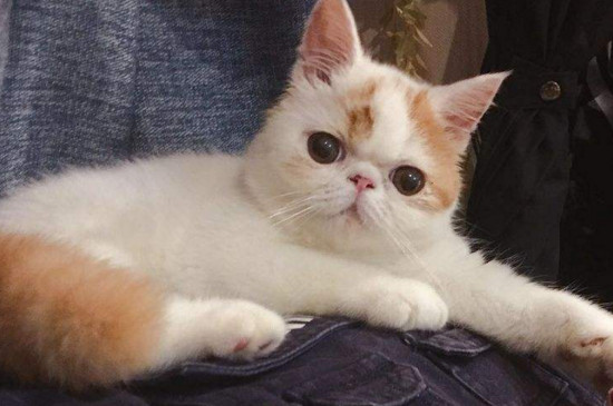 猫反感你怎么办