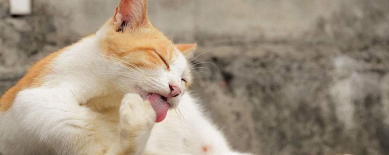 床上都是猫毛会得病吗