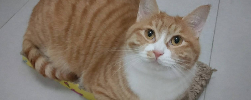 怎么让橘猫长胖