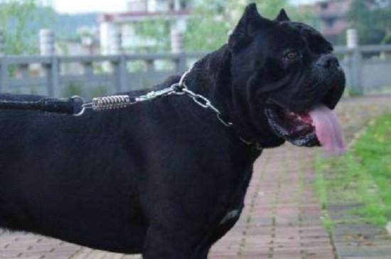 养卡斯罗犬要注意什么