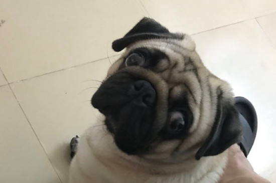 巴哥犬咬人吗