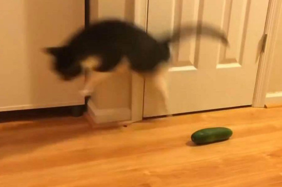 猫为什么怕黄瓜，请不要用黄瓜吓猫了