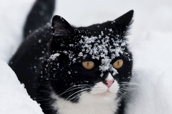 猫抓破皮要不要打疫苗