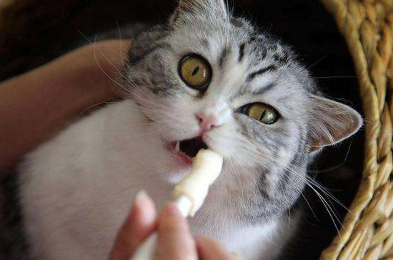 猫咪口臭