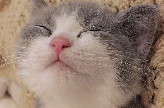 把猫自己放在家几天可以吗