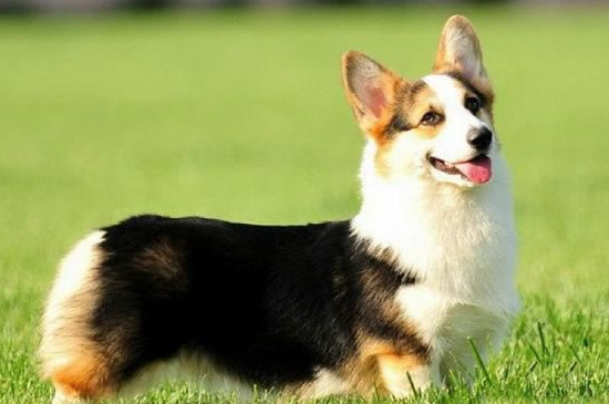 柯基犬适合家里养吗