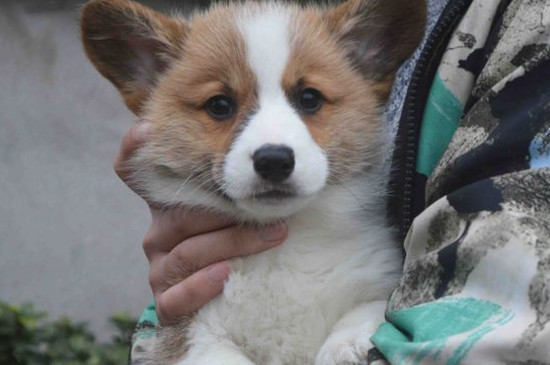 狗狗单鼻孔出血怎么办
