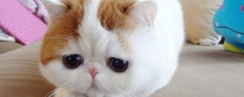 猫咪剃完毛黑斑点