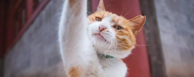 流浪猫抓伤要打针吗
