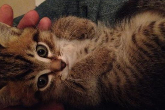 猫有口臭怎么去除，如何改善猫咪口臭