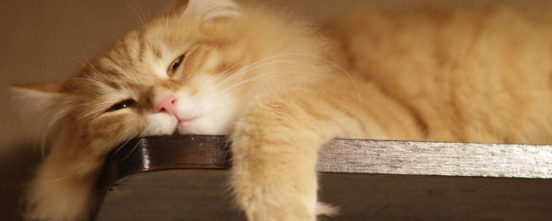 猫一整天没大便只拉尿