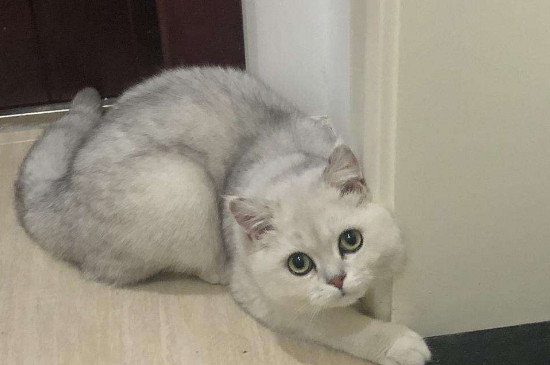公猫会遗传给小猫什么