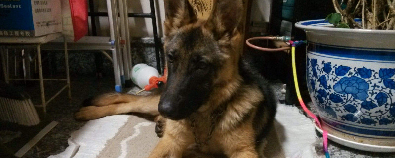 昆明犬的优点和缺点