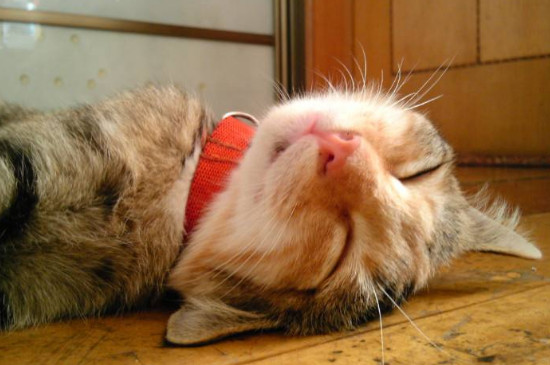 养猫后身上总痒怎么办