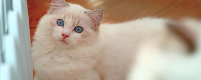 猫每年都要打疫苗吗，最好每年定期打以保障健康