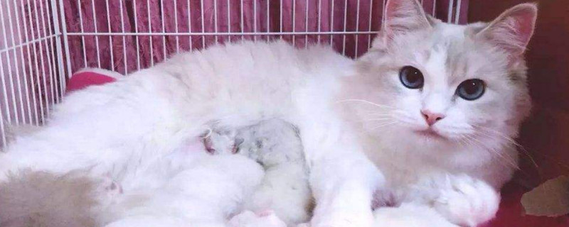 猫尾巴断了能自愈吗