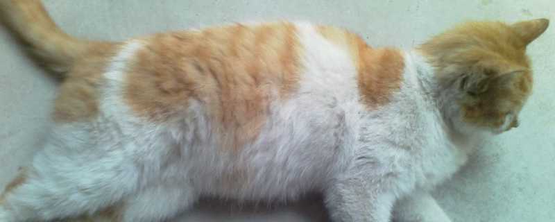 猫咪怀孕多久能看出来