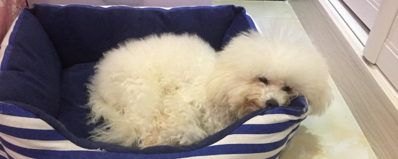 狗狗耳朵发炎用什么药