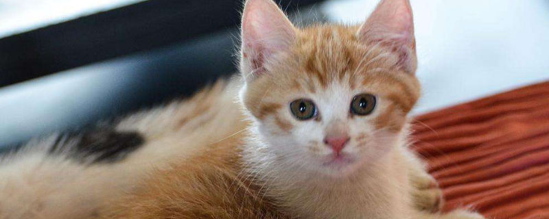猫咪能喝白米粥吗