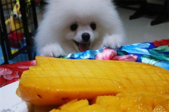 狗狗吃了芒果怎么办