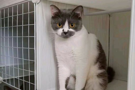 被猫咬了怎么办