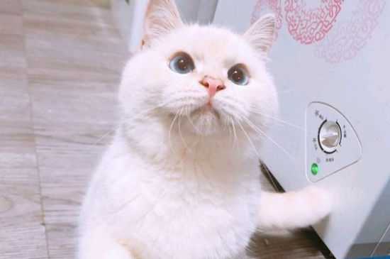 猫要生产前有什么症状