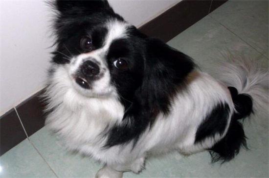 蝴蝶犬串串智商高吗，智商较高比较容易训练