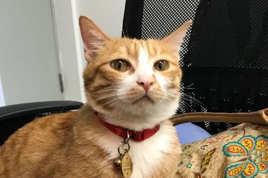 为什么养猫