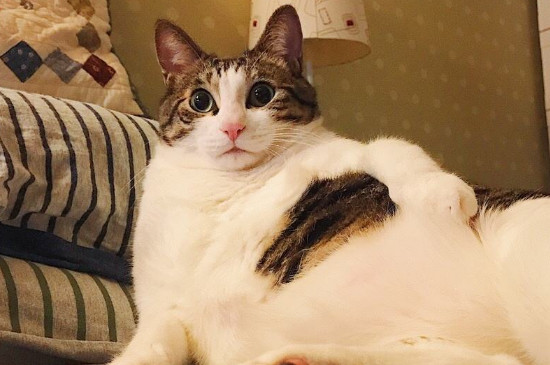 猫为什么喜欢睡在床边