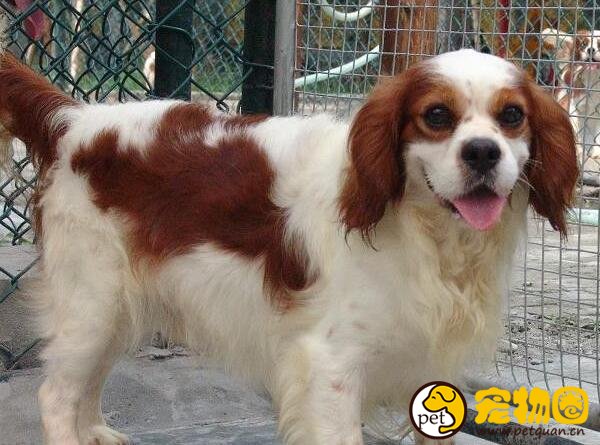 查理士王小猎犬受尽王室喜爱，天生富贵却身体娇弱