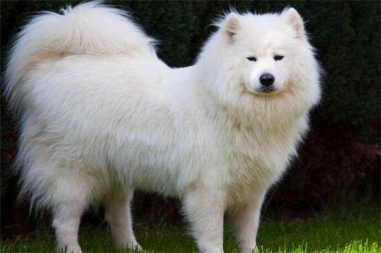 萨摩耶犬好养吗，好养但要注意定期清理毛发