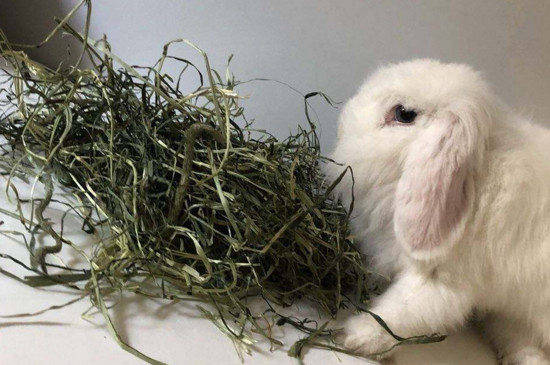 种什么草喂草兔