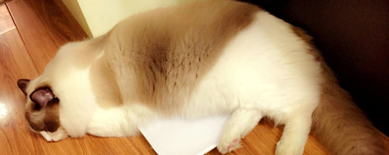 猫咪呕吐黄水白色泡沫