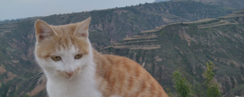 猫越养越瘦怎么回事