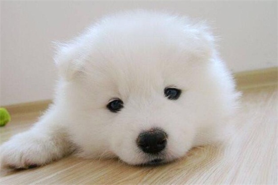 狗狗犬瘟症状，咳嗽吐泻体温升高还会全身抽搐